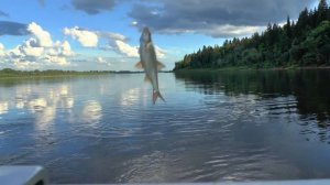 Рыбалка на Каме. Ловля плотвы в проводку.