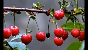 ТОП 7 Причин Низкой Урожайности ВИШНИ | Почему Вишни Мало