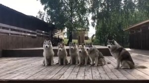 Хаски в поселке Трудармейский 2019