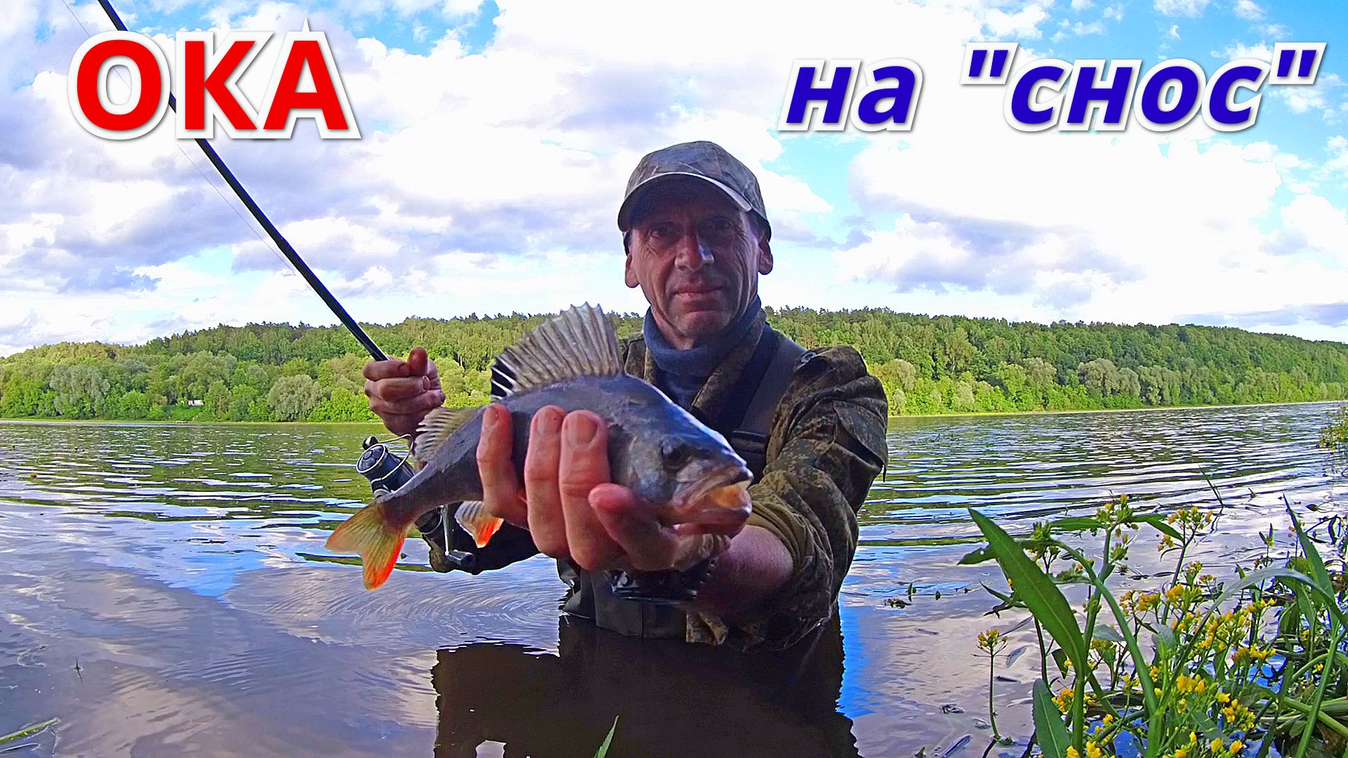 Проводка на "СНОС" и окунь не устоял. Рыбалка на отводной поводок на Оке в июне.