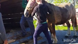 ЛОШАДИ/САН САНЫЧ ПРОДАЛ КОБЫЛУ ВЕРБУ ТЯЖЕЛОВОЗА/horses/loading a mare