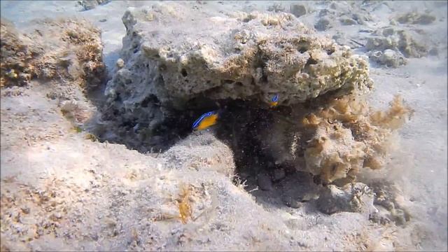 Рыбы Красного моря, Однопятнистая хризиптера Малек. Chrysiptera unimaculata , fish in red sea Egypt