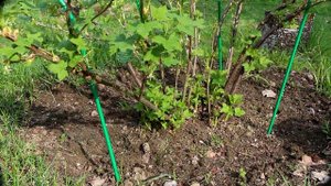 Чёрная смородина: причины низкого урожая