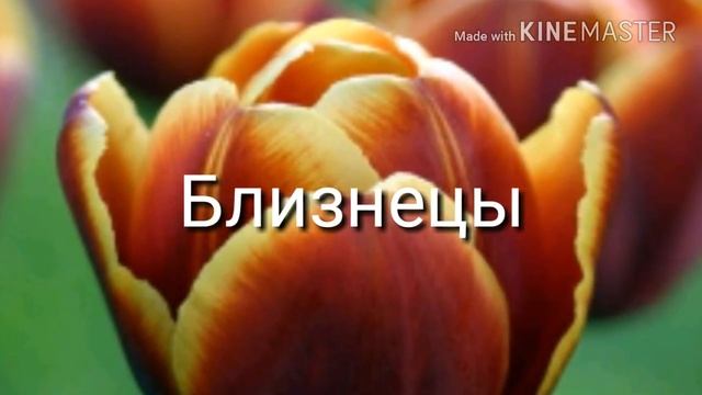 Какой ты цветок по знаку задиаку смотреть онлайн