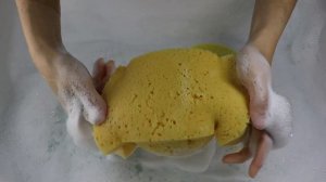 ASMR SPONGE SQUEEZING | 💚💜 Squeezing two sponges with pino & lavender mix 💚💜