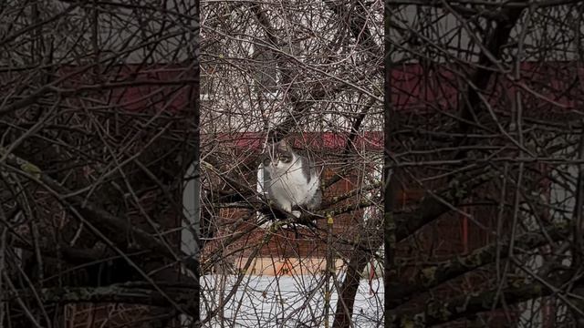 Как я решила стать волонтёром и спасти уличных котят, часть 2 🥺 #котики #волонтёрство #спасениекоше