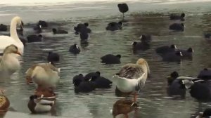 20 января – что нельзя и что можно делать в день Иоанна Крестителя