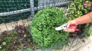 Особенности ухода за самшитом и его стрижка в форме шарика