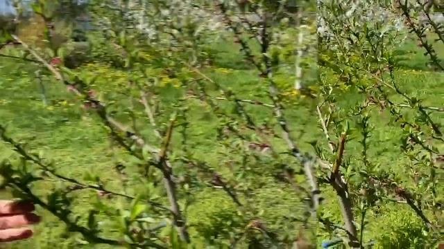 Обрезка персика. Формировка- испанский куст. Курчавость листьев и меры защиты