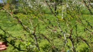 Обрезка персика. Формировка- испанский куст. Курчавость листьев и меры защиты