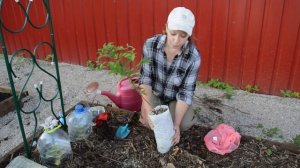 Малина и ежевика на новом участке: посадка и уход