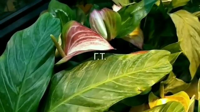 АПТЕКАРСКИЙ ОГОРОД