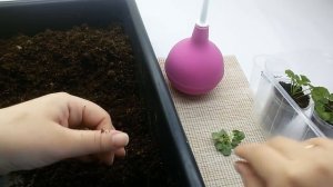 Кампанула с нуля шаг 1 УКОРЕНЕНИЕ