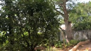 Занзибар. Африка. Обзор отеля Natural Kendwa Villa