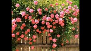 Есть глаза у всех цветов