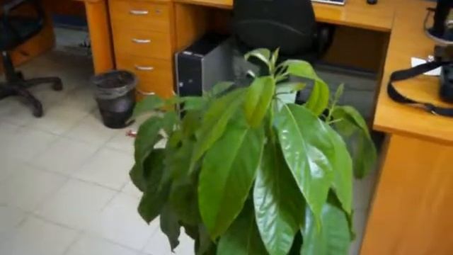 Цветы 2 авокадо смотреть онлайн