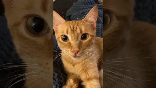 Cat Кошки Котята Коты #Shorts 1462.mp4