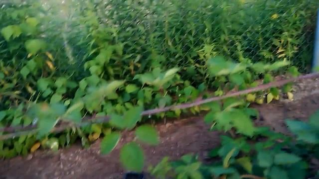 Ежевика, сорт Трипл Краун. Средне-поздняя. Питомник. 31.07.17. смотреть онлайн