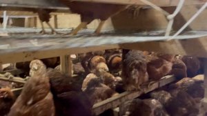 1000 кур несушек. Обзор фронта кормления в курятнике.