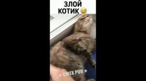 Приколы с животными#котики#В ТОП↓↓↓