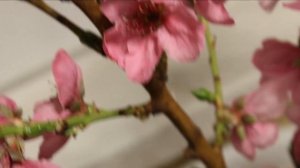 Комнатный нектарин ??Первое цветение,завязались плоды. Обязательные подкормки