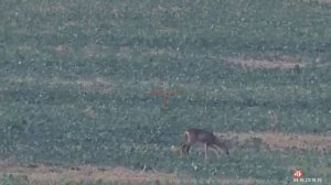 Lov srnčete --- Hunting sick young Roe Deer, 150 meters. Atn x-sight 4k pro 5-20x