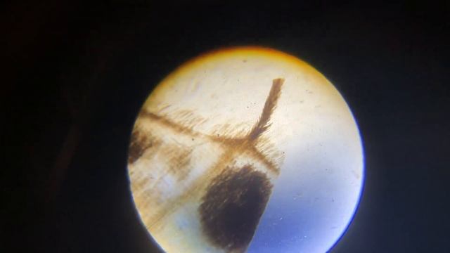 Изучаем под микроскопом крыло бабочки и ногу комара, смотреть онлайн