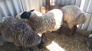 Барашки, бараны овцы Каракульский баран и овца романовские барашки  и Гиссарский Баран!