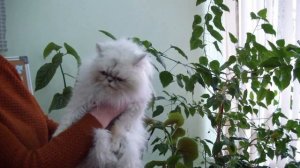 Питомник персидских кошек Кинг Лайф системы PCA