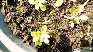 Petunia seedlings lately germinated... Transplanting them