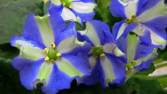 Самая БОЛЬШАЯ ОШИБКА при переводе фиалки на фитильный полив. Юлия Датта смотреть онлайн