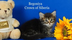 Сибирская девочка Begoniya Crown of Siberia, 1,5 месяца, окрас черный мраморный