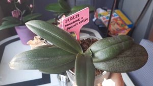 Орхидеи парфюмерные фабрики