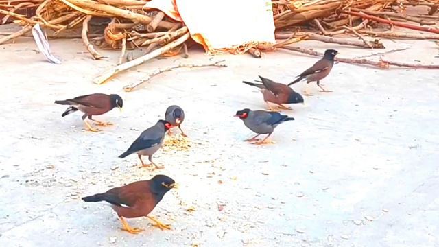 Crow Bird Crowing Sound Part 22 | Female Crow Sound | Myna Bird Sound | Crow Eating | Crow 1212