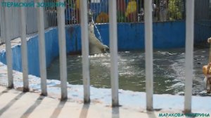 Пермский зоопарк