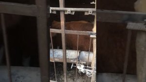 Диарея и сопли у Быка. ЛЕЧЕНИЕ