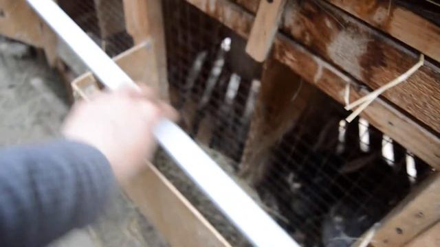 кролик чернобыля 2, пластиковые полы для кроликов. смотреть онлайн