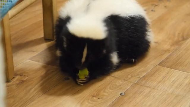 А стоит ли заводить дома скунса? смотреть онлайн