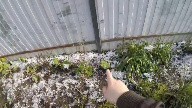 КАКИЕ НЕПРИХОТЛИВЫЕ ОДНОЛЕТНИЕ ЦВЕТЫ ЦВЕТУТ ДО ПЕРВОГО СНЕГА.