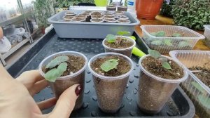 Бегония из семян. Быстрый рост сеянцев. Пикировка бегонии в отдельные стаканы. Корни супер.