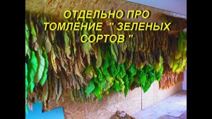 ДНЕВНИК ТАБАКОВОДА № 36 ( 28.07.  Отдельно о томлении " зеленых сортов " ТАБАК