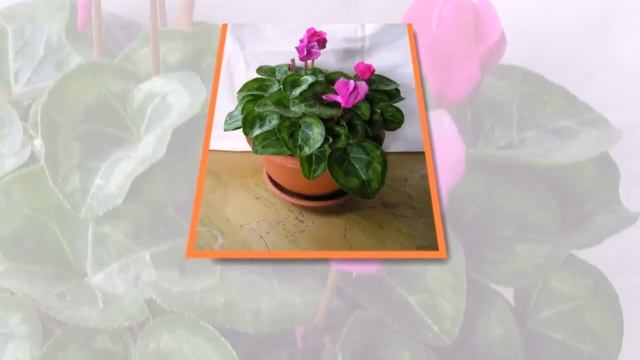 Мои комнатные цветы в доме смотреть онлайн