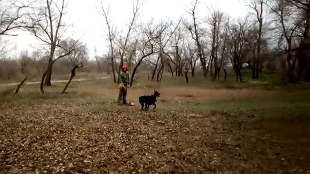 Дрессировка добермана ЗКС.