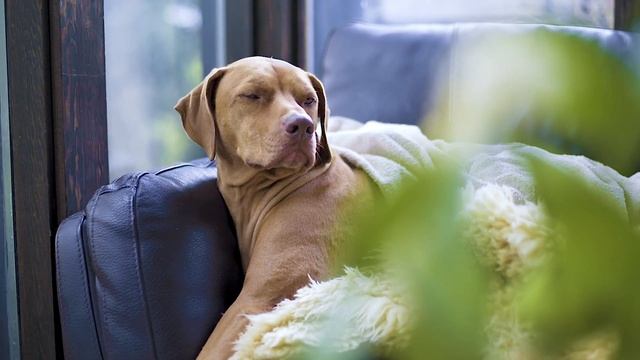 ЛАБРАДОР - всё о породе смотреть онлайн