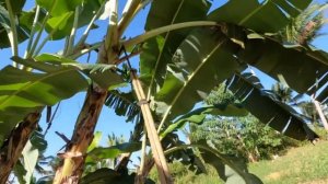 Переселили кур в курятник. Посадили бананы. Готовлю кальмаров в спрайте. Жизнь в деревне.