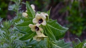 БЕЛЕНА ЧЕРНАЯ  - ОПАСНОЕ ЛЕКАРСТВО