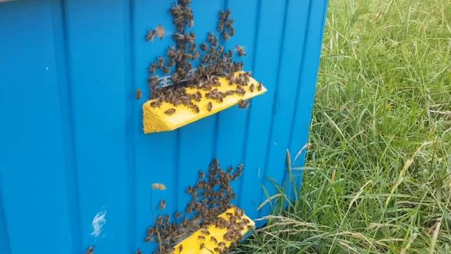 Куда делся индюк мы поняли только после потери второго . Прогулка с домашними животных по лесу смотреть онлайн