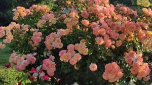 rose Landlust,Golden Gate,Bengali