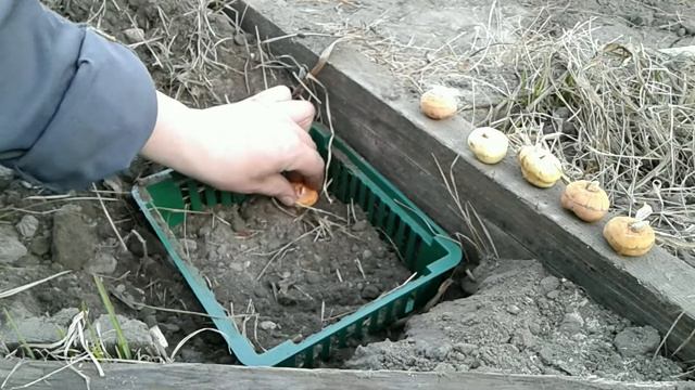 БЫСТРО И УДОБНО САЖАЮ ГЛАДИОЛУСЫ смотреть онлайн