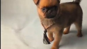 #щенок #птибрабансон #crystaldream  Продажа. Перспективный. РКФ. +79261148915